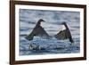 Dippers fighting over feeding territory, Kuusamo, Finland-Markus Varesvuo-Framed Photographic Print