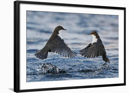 Dippers fighting over feeding territory, Kuusamo, Finland-Markus Varesvuo-Framed Photographic Print