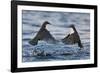 Dippers fighting over feeding territory, Kuusamo, Finland-Markus Varesvuo-Framed Photographic Print