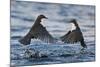 Dippers fighting over feeding territory, Kuusamo, Finland-Markus Varesvuo-Mounted Photographic Print