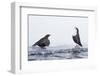 Dippers standing on ice, ready to fight over feeding territory-Markus Varesvuo-Framed Photographic Print