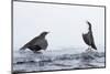 Dippers standing on ice, ready to fight over feeding territory-Markus Varesvuo-Mounted Photographic Print