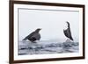 Dippers standing on ice, ready to fight over feeding territory-Markus Varesvuo-Framed Photographic Print