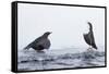 Dippers standing on ice, ready to fight over feeding territory-Markus Varesvuo-Framed Stretched Canvas