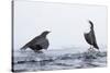 Dippers standing on ice, ready to fight over feeding territory-Markus Varesvuo-Stretched Canvas