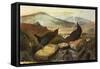 Dippers-John James Audubon-Framed Stretched Canvas