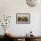 Dippers-John James Audubon-Framed Giclee Print displayed on a wall