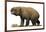 Diprotodon Optatum, the Largest known Marsupial-null-Framed Art Print