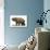 Diprotodon Optatum, the Largest known Marsupial-null-Art Print displayed on a wall