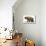 Diprotodon Optatum, the Largest known Marsupial-null-Mounted Premium Giclee Print displayed on a wall