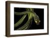 Dipsadoboa Duchesnii-Paul Starosta-Framed Photographic Print