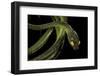 Dipsadoboa Duchesnii-Paul Starosta-Framed Photographic Print