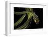 Dipsadoboa Duchesnii-Paul Starosta-Framed Photographic Print