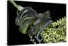 Dipsadoboa Unicolor (Gunther's Green Tree Snake)-Paul Starosta-Stretched Canvas