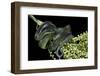 Dipsadoboa Unicolor (Gunther's Green Tree Snake)-Paul Starosta-Framed Photographic Print