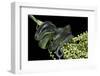 Dipsadoboa Unicolor (Gunther's Green Tree Snake)-Paul Starosta-Framed Photographic Print