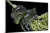 Dipsadoboa Unicolor (Gunther's Green Tree Snake)-Paul Starosta-Mounted Photographic Print