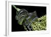 Dipsadoboa Unicolor (Gunther's Green Tree Snake)-Paul Starosta-Framed Photographic Print