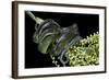 Dipsadoboa Unicolor (Gunther's Green Tree Snake)-Paul Starosta-Framed Photographic Print