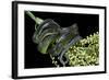 Dipsadoboa Unicolor (Gunther's Green Tree Snake)-Paul Starosta-Framed Photographic Print