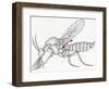 Diptera Nematocera or Crane Flies with Reduced Hind Wings to Regulate Balance During Flight-null-Framed Giclee Print