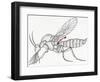 Diptera Nematocera or Crane Flies with Reduced Hind Wings to Regulate Balance During Flight-null-Framed Giclee Print