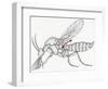 Diptera Nematocera or Crane Flies with Reduced Hind Wings to Regulate Balance During Flight-null-Framed Giclee Print