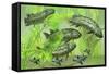 Dipterus Is an Extinct Freshwater Lungfish from the Devonian Period-null-Framed Stretched Canvas