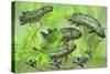 Dipterus Is an Extinct Freshwater Lungfish from the Devonian Period-null-Stretched Canvas