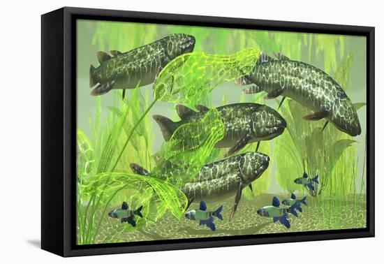 Dipterus Is an Extinct Freshwater Lungfish from the Devonian Period-null-Framed Stretched Canvas