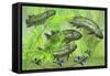 Dipterus Is an Extinct Freshwater Lungfish from the Devonian Period-null-Framed Stretched Canvas