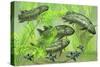 Dipterus Is an Extinct Freshwater Lungfish from the Devonian Period-null-Stretched Canvas