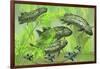 Dipterus Is an Extinct Freshwater Lungfish from the Devonian Period-null-Framed Art Print