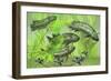 Dipterus Is an Extinct Freshwater Lungfish from the Devonian Period-null-Framed Art Print