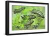 Dipterus Is an Extinct Freshwater Lungfish from the Devonian Period-null-Framed Art Print