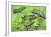 Dipterus Is an Extinct Freshwater Lungfish from the Devonian Period-null-Framed Art Print