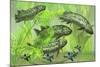 Dipterus Is an Extinct Freshwater Lungfish from the Devonian Period-null-Mounted Art Print