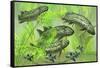 Dipterus Is an Extinct Freshwater Lungfish from the Devonian Period-null-Framed Stretched Canvas