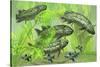 Dipterus Is an Extinct Freshwater Lungfish from the Devonian Period-null-Stretched Canvas