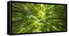 Directly below shot of bamboo trees, Pipiwai Trail, Hakeakala National Park, Kipahulu, Hana Road...-Panoramic Images-Framed Stretched Canvas