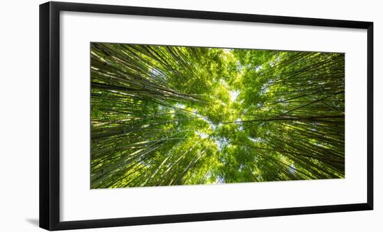 Directly below shot of bamboo trees, Pipiwai Trail, Hakeakala National Park, Kipahulu, Hana Road...-Panoramic Images-Framed Photographic Print