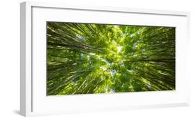 Directly below shot of bamboo trees, Pipiwai Trail, Hakeakala National Park, Kipahulu, Hana Road...-Panoramic Images-Framed Photographic Print