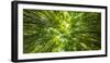 Directly below shot of bamboo trees, Pipiwai Trail, Hakeakala National Park, Kipahulu, Hana Road...-Panoramic Images-Framed Photographic Print