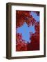 Directly below View of Autumn Leaves, Kyoto, Kyoto Urban Prefecture, Kinki Region, Japan-Dallas and John Heaton-Framed Photographic Print