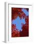 Directly below View of Autumn Leaves, Kyoto, Kyoto Urban Prefecture, Kinki Region, Japan-Dallas and John Heaton-Framed Photographic Print