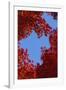Directly below View of Autumn Leaves, Kyoto, Kyoto Urban Prefecture, Kinki Region, Japan-Dallas and John Heaton-Framed Photographic Print