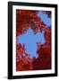 Directly below View of Autumn Leaves, Kyoto, Kyoto Urban Prefecture, Kinki Region, Japan-Dallas and John Heaton-Framed Photographic Print