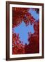 Directly below View of Autumn Leaves, Kyoto, Kyoto Urban Prefecture, Kinki Region, Japan-Dallas and John Heaton-Framed Photographic Print