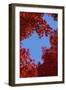 Directly below View of Autumn Leaves, Kyoto, Kyoto Urban Prefecture, Kinki Region, Japan-Dallas and John Heaton-Framed Photographic Print