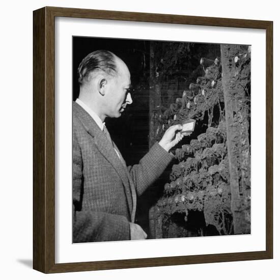 Director Yoes Kressmann, Looking at the Chateau Lafite Kept for His Own Personal Consumption-null-Framed Photographic Print